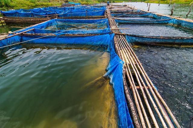 淡水鱼价格:“惊天大涨”，淡水鱼价格“破十”背后，谁获得了涨价“红利”？