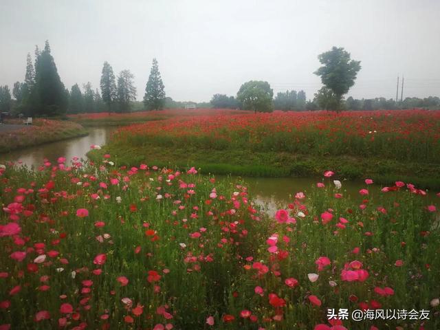 微信黑马速查靠谱吗:如果没有大人监督孩子上网课，你觉得有用吗？