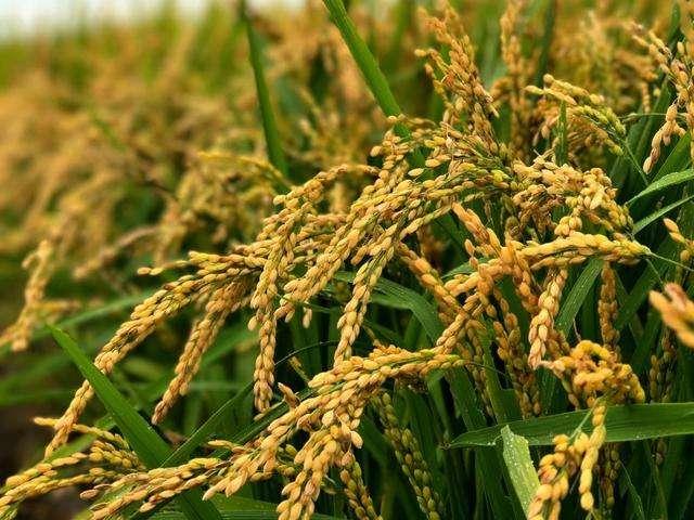非洲适合水稻的种植和生长吗，在非洲土地能种植稻花香水稻吗