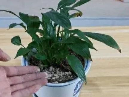 猫能闻驱蚊草吗:家里养的花草，会招蚊虫吗？