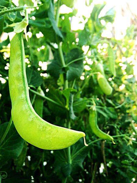 头条问答 荷兰豆什么时候种植 露地如何栽培 22个回答