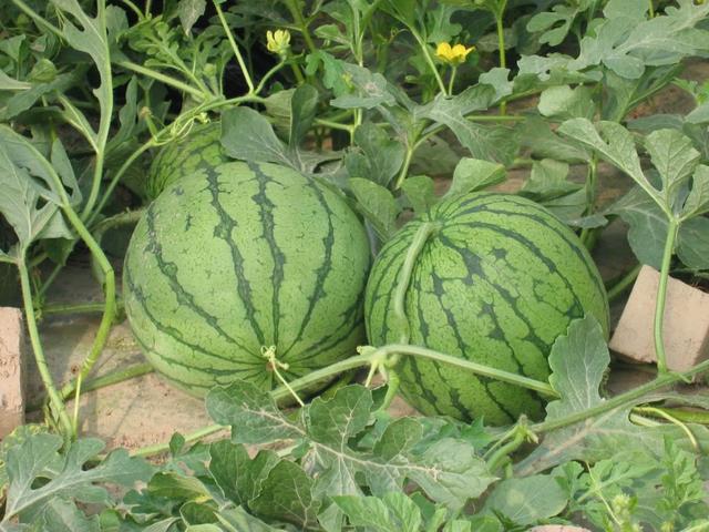 植物必需的营养元素:植物必需的营养元素有哪些？