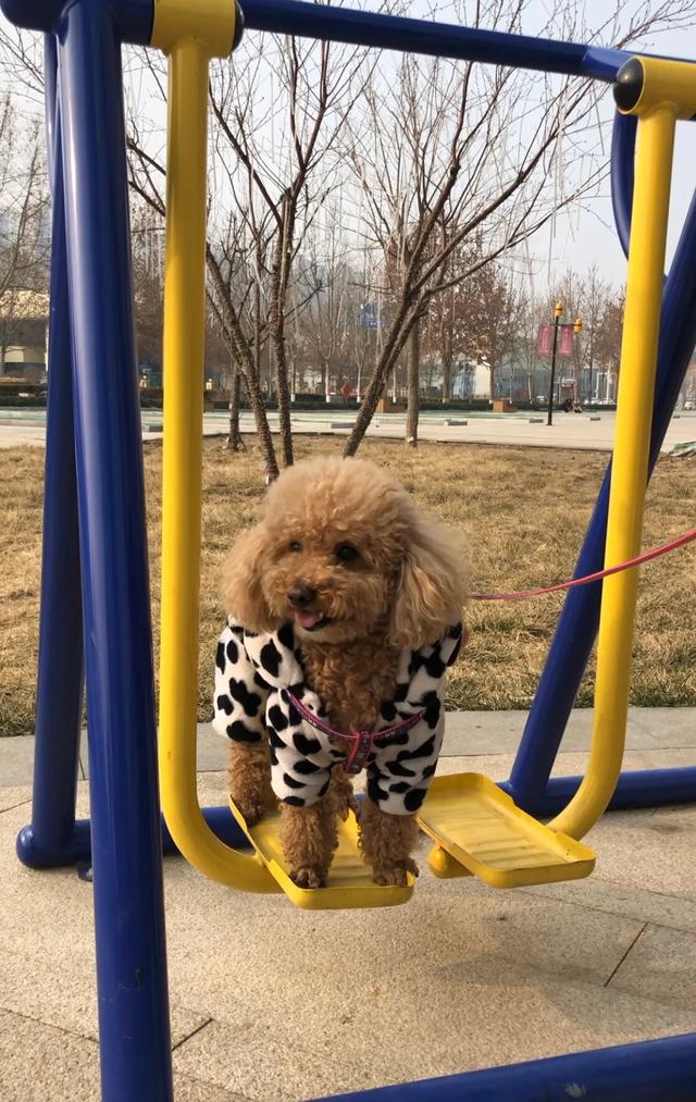 贵妇犬能吃葡萄吗:贵妇犬能吃吗 泰迪犬不能吃的蔬菜水果有哪些？