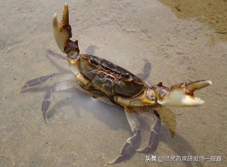柿子不能和什么同吃,树上的柿子和什么不能一块吃？