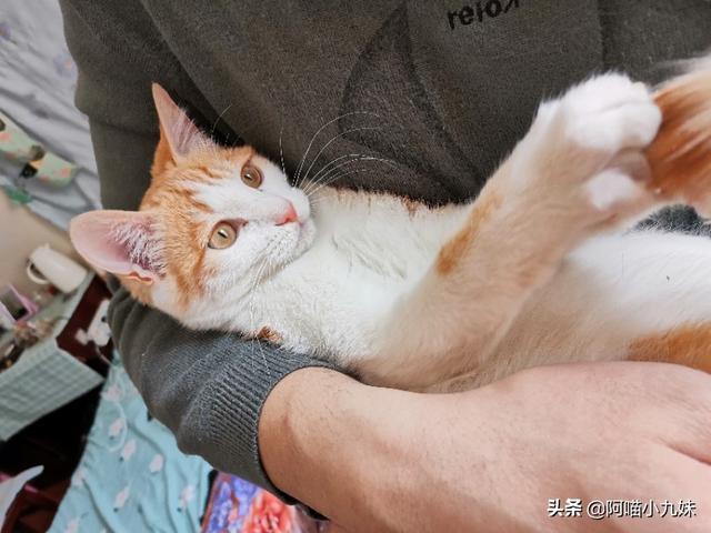 广州领养猫狗要钱嘛:领养家生田园猫需要支付钱正常吗？