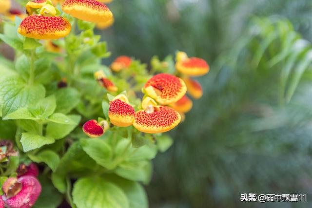 小碎花草本植物大全:草本植物大全 图片名称 有什么适合北方庭院地栽的草本花卉？