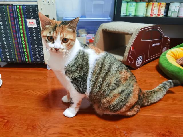 宠物猫种类及图片名称:你养过的最爱的猫咪是哪只？