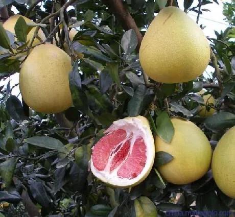 头条问答 柚子用什么肥料最好 19个回答