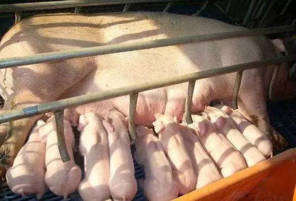 准备回农村投资养猪业,今年这个行情大家看好吗？