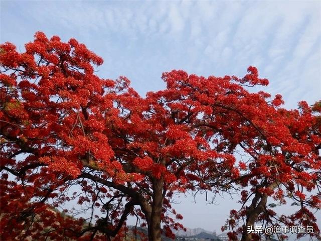 凤凰木价格:凤凰树为什么有的不开花？