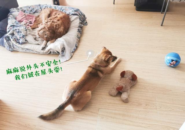 北京犬和京巴犬的区别:中华田园犬和宠物狗，区别在哪？如果是你，你会想养哪种狗？ 北京京巴犬多少钱一只