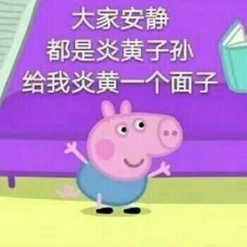 茶杯猪图片欣赏:在北京养一头猪是什么体验？ 茶杯猪图片