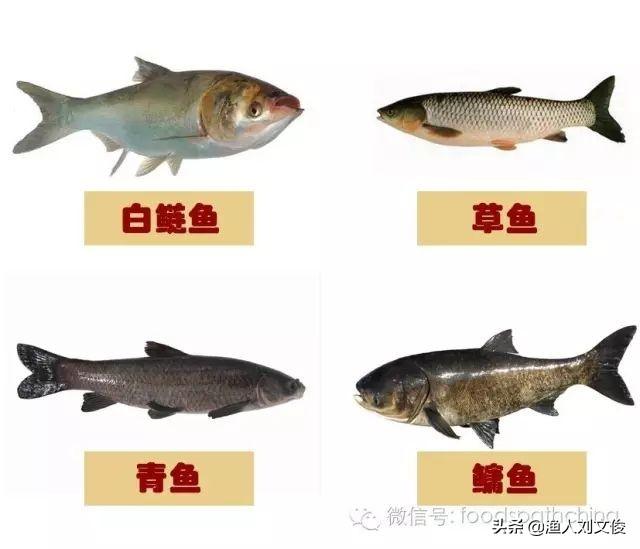 观赏鱼图片大全:跟大鱼说说，那条给你留下“最深”印象的鱼？ 海水观赏鱼品种大全