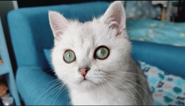 猫咪打针的样子是怎样？
