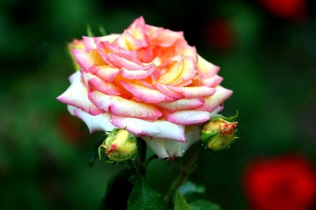 月季花品种介绍:月季花的品种都有哪些 盆栽月季花用什么品种好？