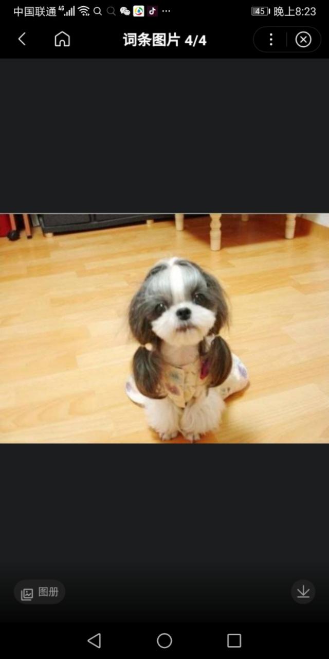 西施犬说明文:西施犬的毛要多久才能长得长？