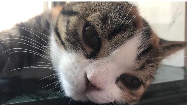 主人抓着橘猫的手跳舞:有一只戏精喵星人是怎样的体验？
