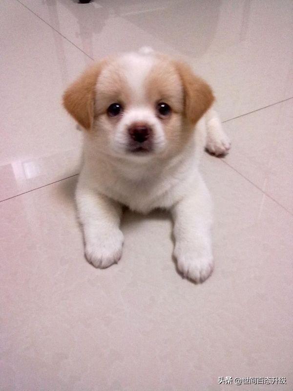 香槟色泰迪:两只不同颜色的泰迪犬，生出的宝宝会是什么颜色呢？