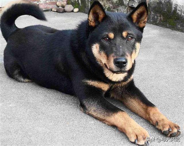 中国福犬视频直播:万能的头条，这个中华田园犬怎么样？ 中国火箭视频直播