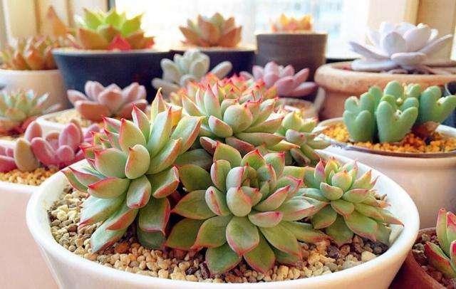 石花图片,中午才晒得到的地方养多肉可以吗？