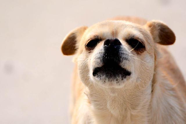狗狗狂吠救老人性命:狗狗有狂吠病为什么还这么多人养？