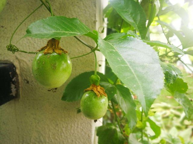 百香果是什么季节的水果,现在这个季节适合种百香果吗？