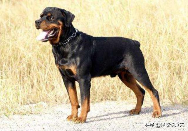 拉布拉多寿命多长，在汪届，寿命很短的有哪几种狗狗拉布拉多也在榜上吗