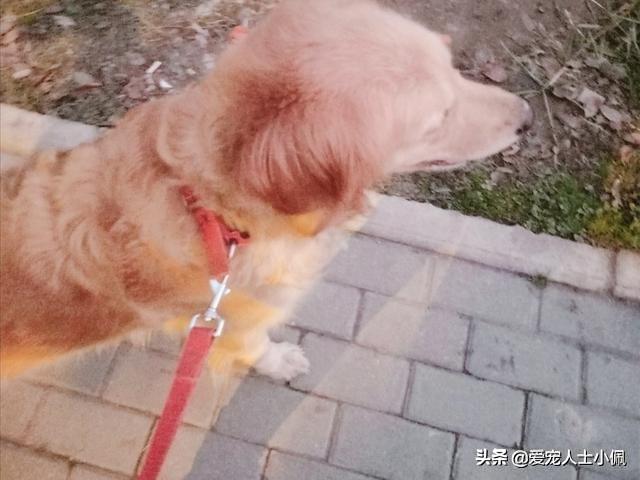 12条狗被投毒:小区里有人讨厌狗狗，投毒致数十条狗狗死亡，这些都不用负责吗？
