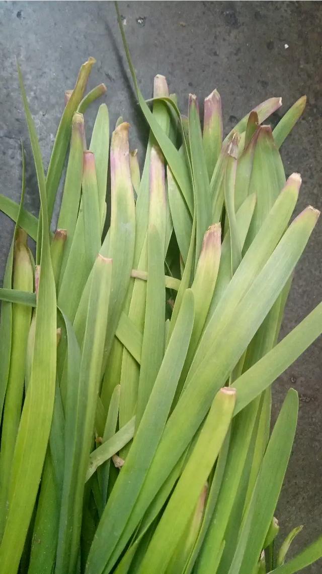 头条问答 - 韭菜出现叶子顶端烧尖,或者干尖是什么原因引起的?