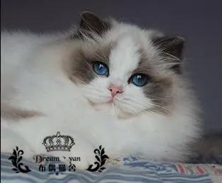 布偶猫园:家里的布偶喵不睡窝、纸箱只睡地上怎么办？