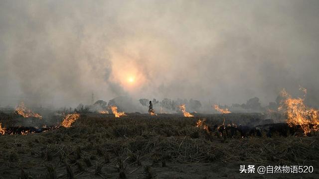 现在农村地里的秸秆不让焚烧,拉成本高,不拉无法耕种,怎么办？