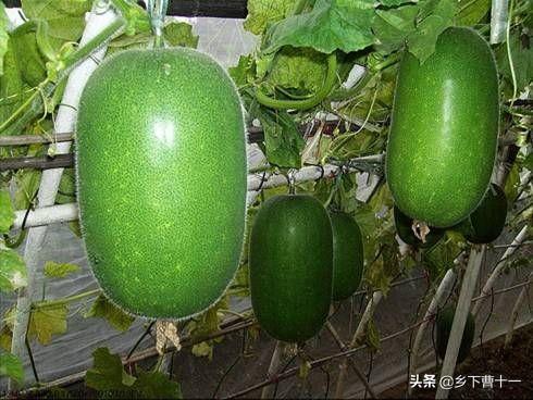 大冬瓜幼苗蚜虫怎么防治:露地冬瓜结瓜旺盛时期有哪些稳产措施？