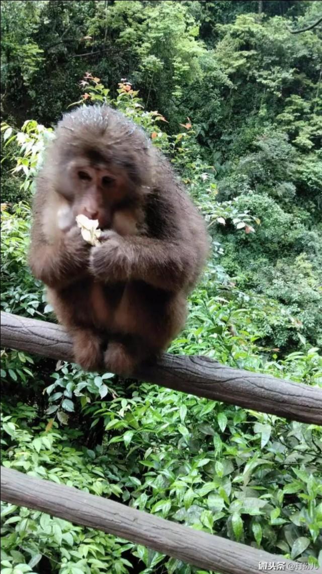 民间有种说法,“猪猴不到头”,这到底是不是真的？有没有例子？