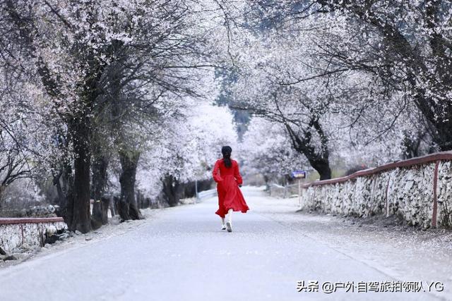 清溪的禾雀花:清溪的禾雀花期 汕头人民可以去哪里赏花？