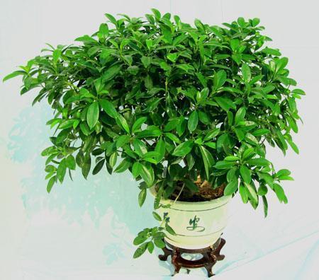 非洲茉莉为什么黄叶:非洲茉莉为什么不开花 非洲茉莉新叶发黄、枯萎怎么办？