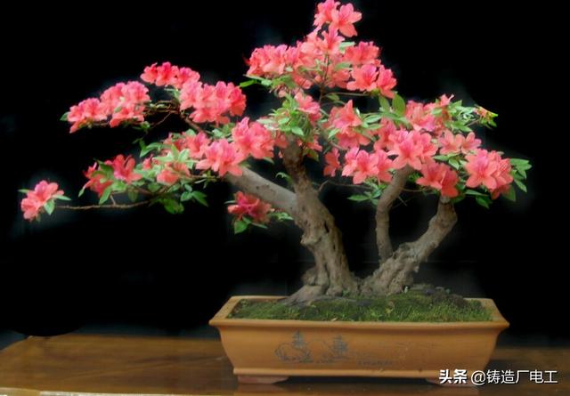 盆景艺术五大流派:大家们喜欢盆景吗？我一个24的小伙选择了盆景这条路正确吗？
