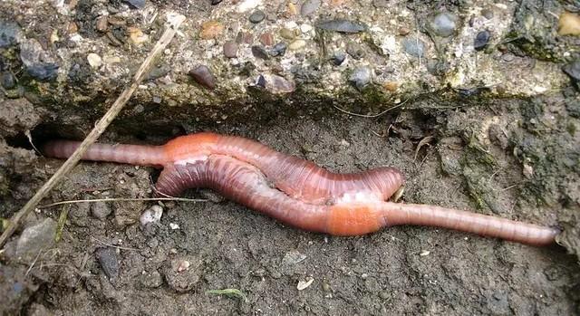 巨型蚯蚓有多长，蚯蚓在地下面怎么生活他吃什么东西，怎么繁殖的