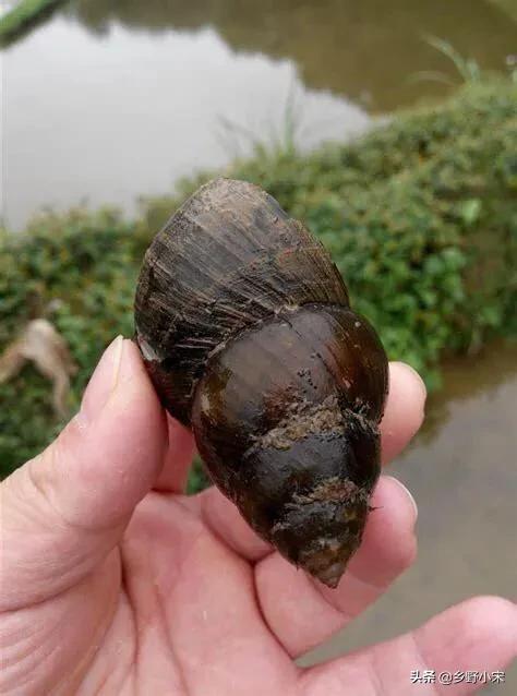 头条问答 - 稻田养螺需要注意什么?(10个回答)