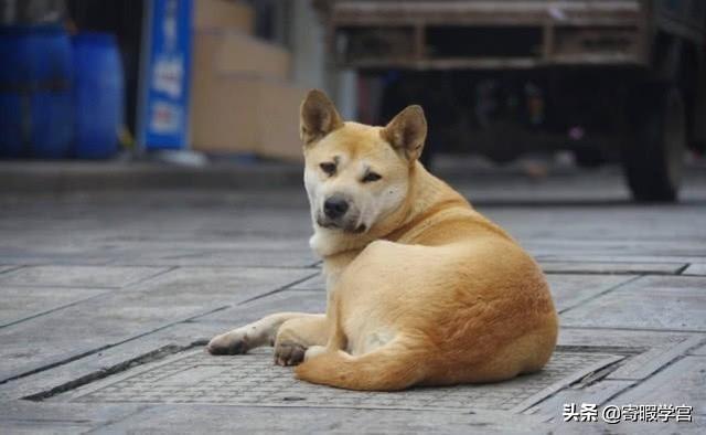 玉林宠物狗交易网:小狗应不应该全部杀掉？你怎么看？