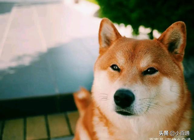 巴仙吉犬攻击过人吗:什么狗比较温顺安静，不爱叫？