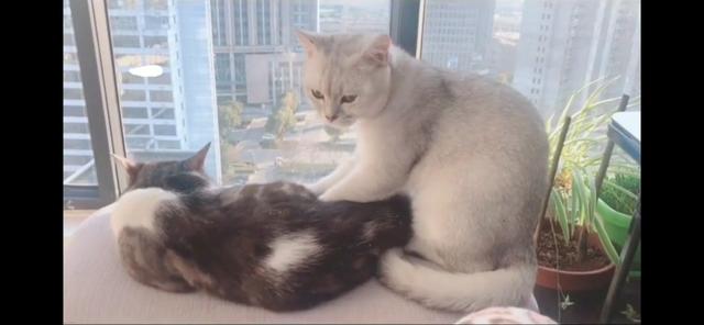 上海虐猫女:看到有人虐猫我能怎么做？