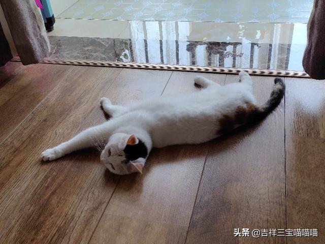 养一只电子宠物猫吧:养猫为什么会上瘾？明明已经有两只了，为啥还想再养？ 电子宠物猫app
