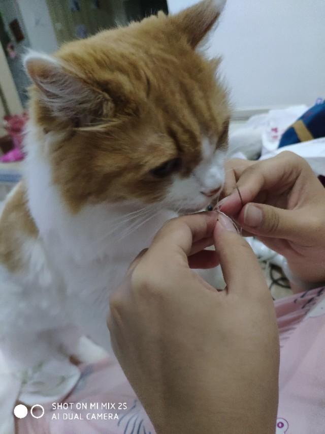 孟加拉国猫是活动量非常大的猫咪:两只猫咪总爱追逐跑酷，家里一团乱怎么办？