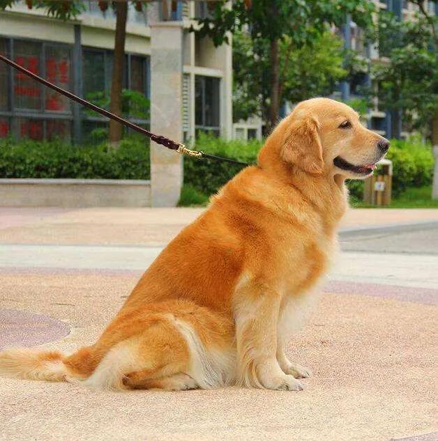 巴仙吉犬攻击过人吗:巴仙吉犬为什么是烈性犬 城市频繁发生大型犬袭击人事件，为什么大型犬屡禁不止？