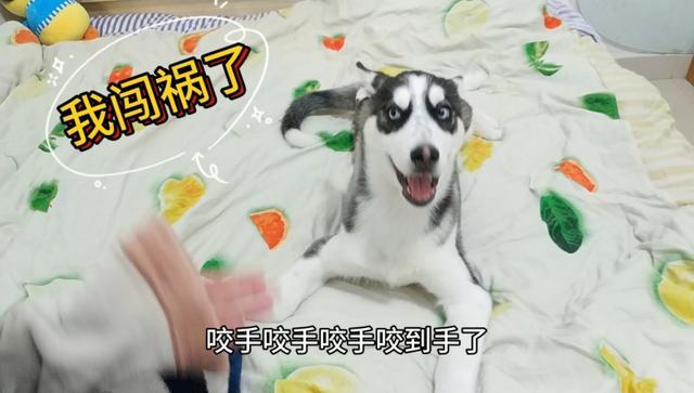 贤宝宝:狗狗刚刚买回来咳嗽怎么办