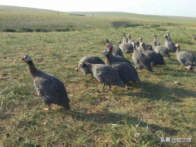 大山雀叫声:巴基斯坦为什么不用鸡消灭蝗虫？ 大山雀叫声音视频