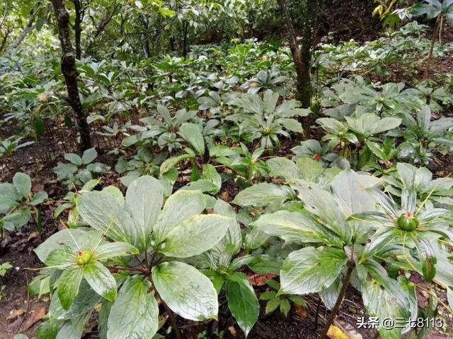 头条问答 有适合在树荫下种植的药材吗 是什么 25个回答