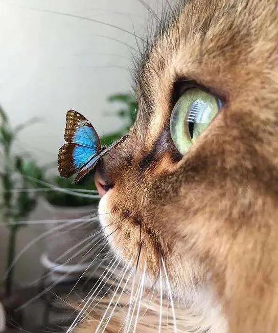 猫瞳孔颜色的代表:有关猫的眼睛冷知识有哪些？