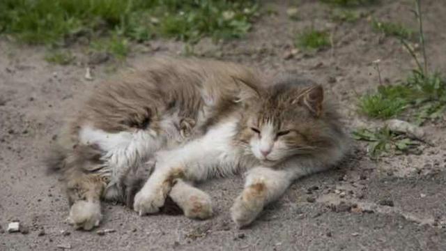 关于流浪狗和流浪猫感悟:有些流浪狗的生活是否曾经使您的心情感到异常难受和沉重？ 关于流浪狗和流浪猫感悟