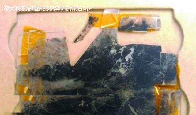 2000万年前化石树:38亿年前的人骨化石已被发现，地球生物史到底是怎样的？